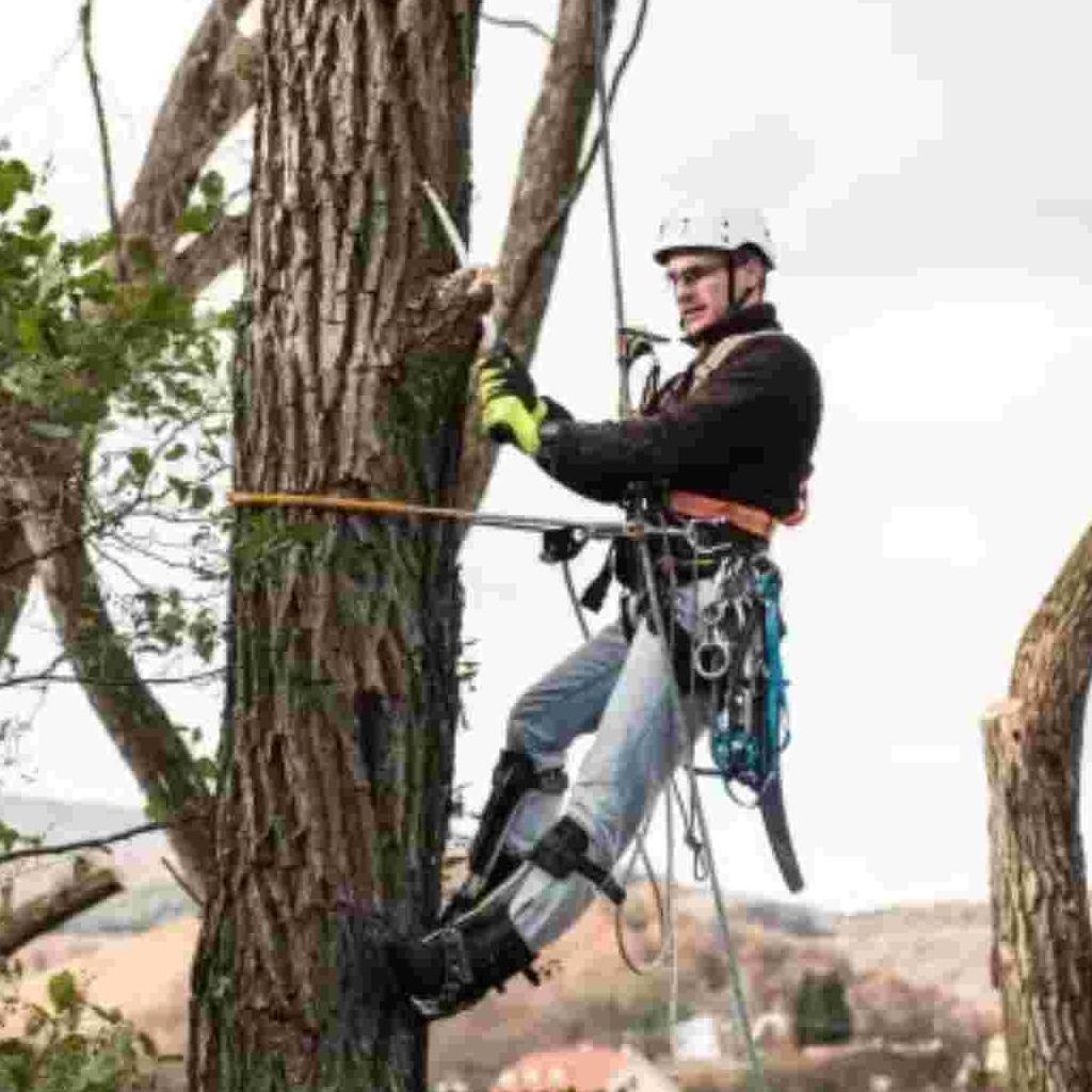 Arborist  Memorial