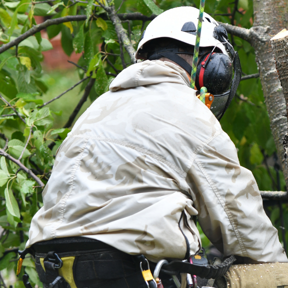 Ajs Tree Care