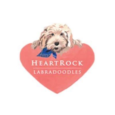 Heartrock Labradoodles